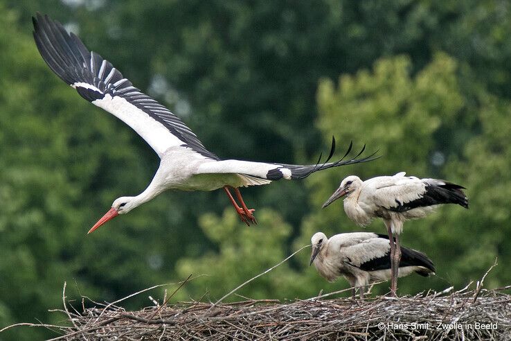 Ter illustratie - Foto: Hans Smit