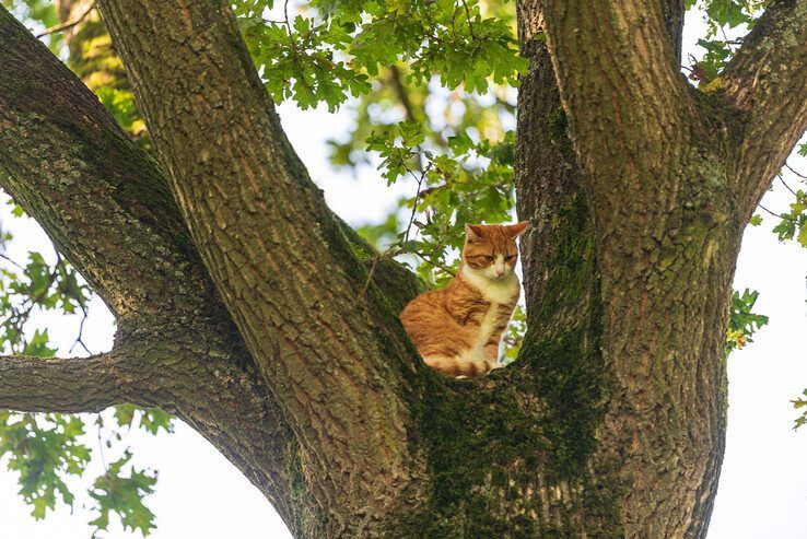 Kat in de boom: een klassiekertje voor de brandweer. - Foto: Peter Denekamp