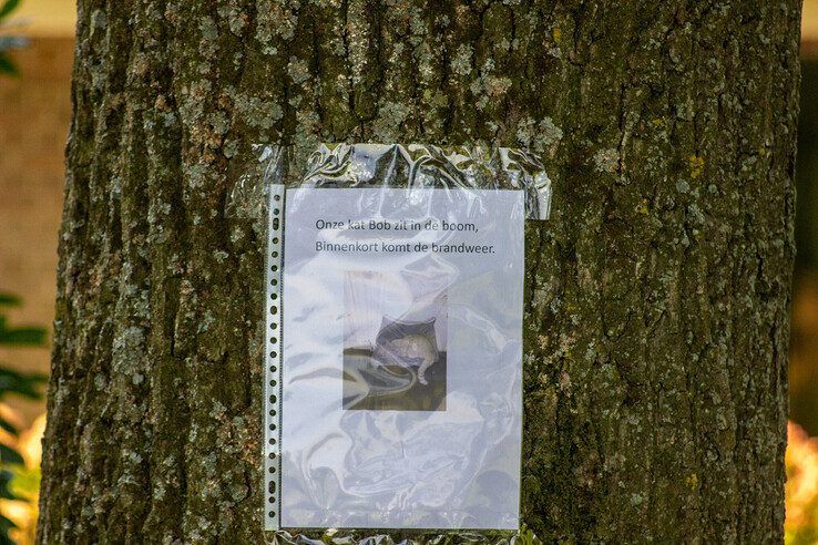 De eigenaresse van de kat plakte een pamflet op de boomstam. - Foto: Ruben Meinten