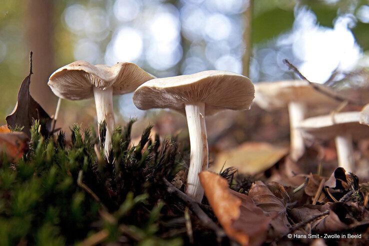 Paddenstoelen - Foto: Hans Smit