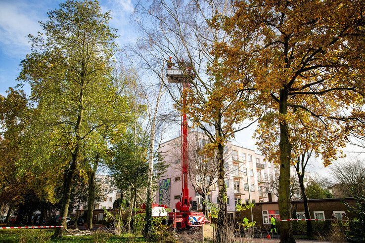 Boom bezwijkt door harde wind in Dieze - Foto: Hugo Janssen