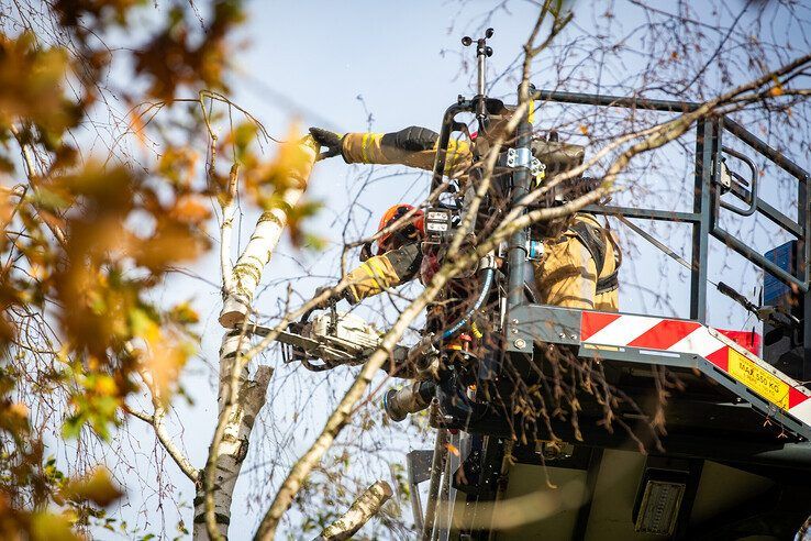 Boom bezwijkt door harde wind in Dieze - Foto: Hugo Janssen