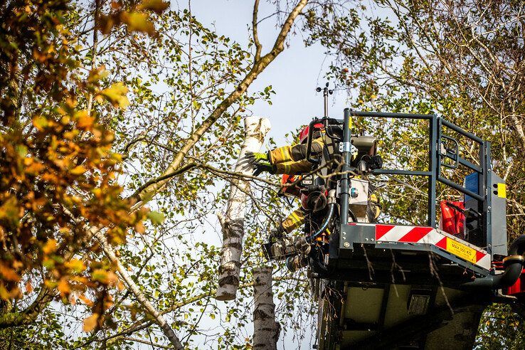 Boom bezwijkt door harde wind in Dieze - Foto: Hugo Janssen