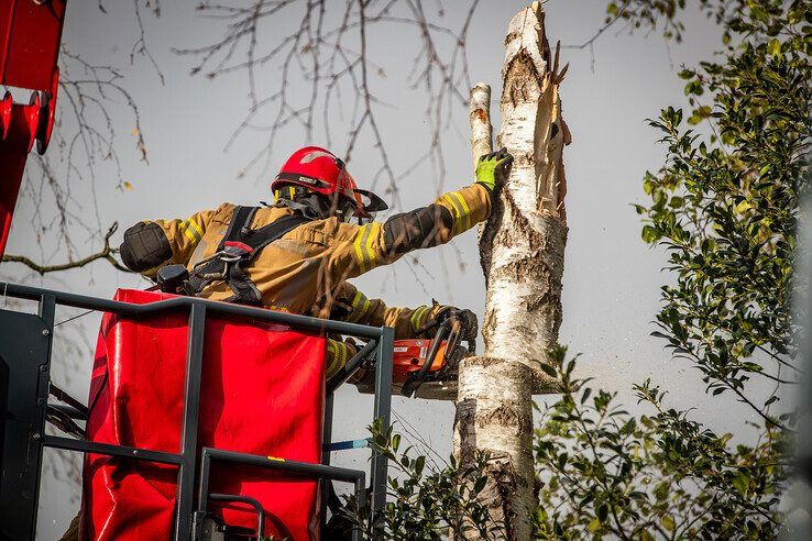 Boom bezwijkt door harde wind in Dieze - Foto: Hugo Janssen