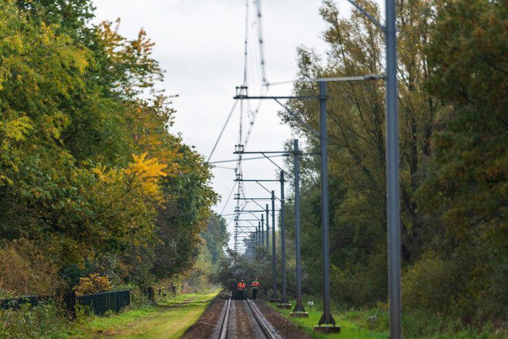 De boom gezien vanaf de overweg in de Kolkweg in Laag Zuthem. - Foto: Peter Denekamp