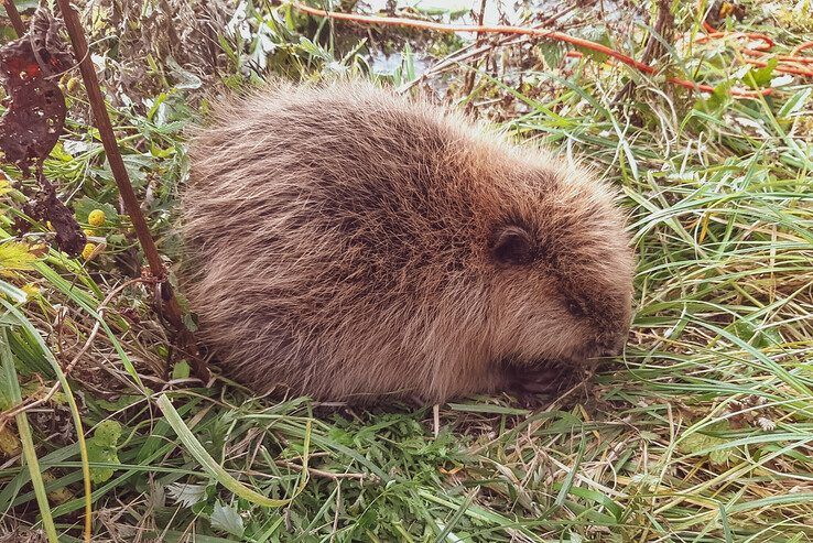 De jonge bever langs een wandelpad in Zwolle-Zuid. - Foto: Dierenambulance Zwolle