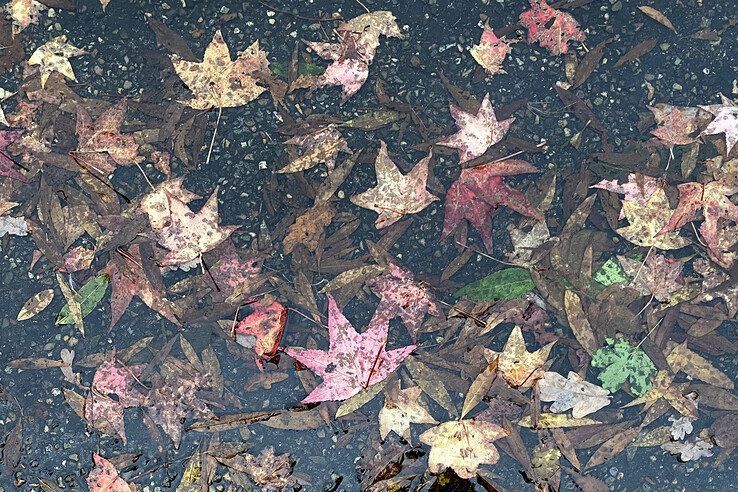 De meeste regen valt in de ochtend. - Foto: Hans Smit