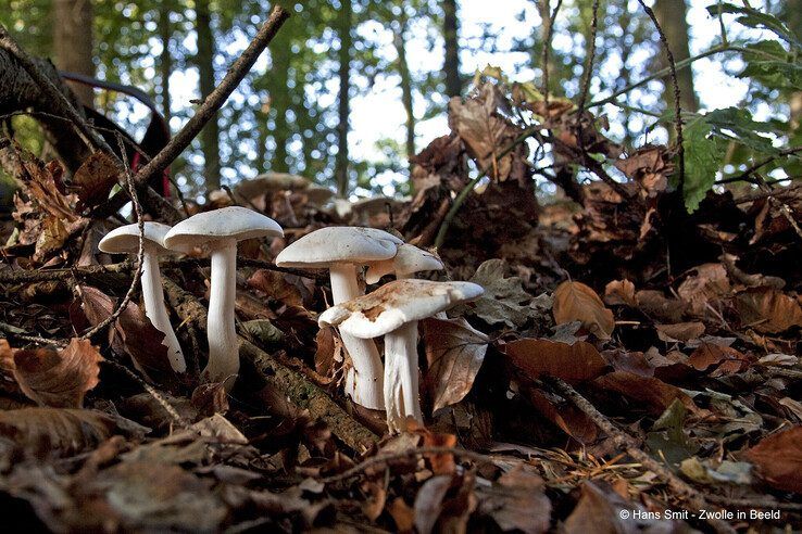 Het weer: Grijs, af en toe lichte regen of motregen - Foto: Hans Smit