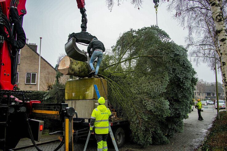 In beeld: Stadskerstboom gekapt in Zwolle-Zuid - Foto: Obbe Bakker