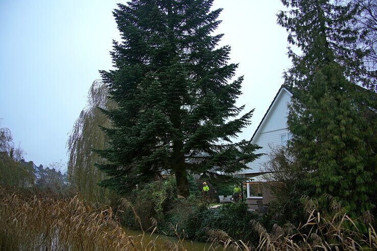 In beeld: Stadskerstboom gekapt in Zwolle-Zuid - Foto: Obbe Bakker