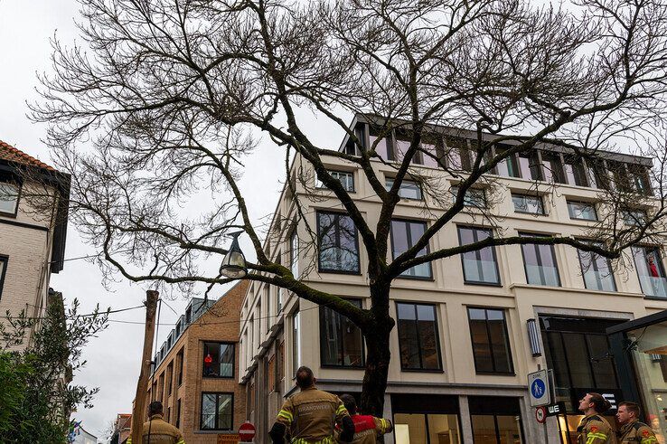 Brandweer verwijdert gevaarlijk loshangende tak uit boom in binnenstad - Foto: Peter Denekamp