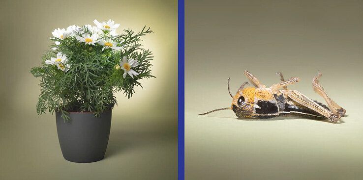 Marlonneke Willemsen legde in haar fotoproject 'Invisible Threat' het effect van bestrijdingsmiddelen op insecten vast. Hier: Cosmea en sprinkhaan. - Foto: Marlonneke Willemsen