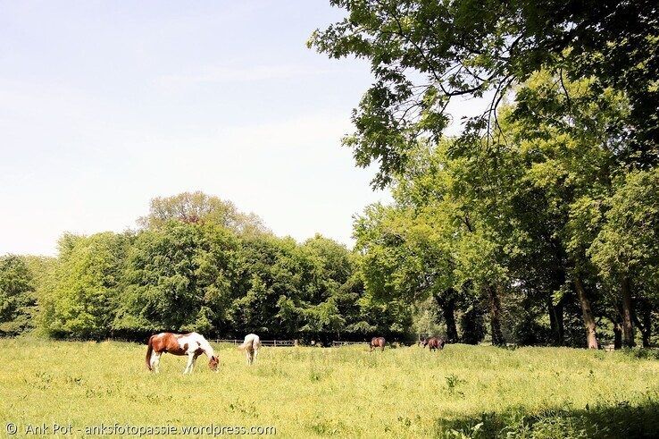 Bij de Oude Mars. - Foto: Ank Pot