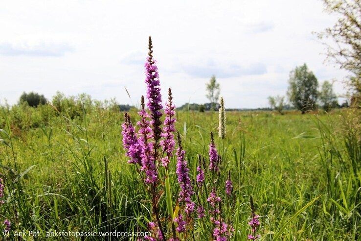 Weiland bij Westenholte. - Foto: Ank Pot