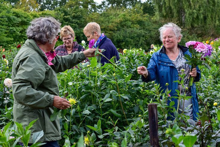 Dahlia's in de Ruusbroectuin. - Foto: Peter Denekamp