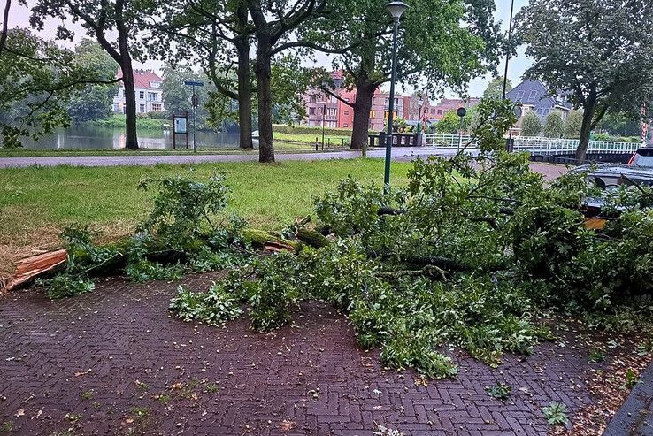 Grote tak valt op geparkeerde auto op Groot Wezenland - Foto: Rein Tuininga