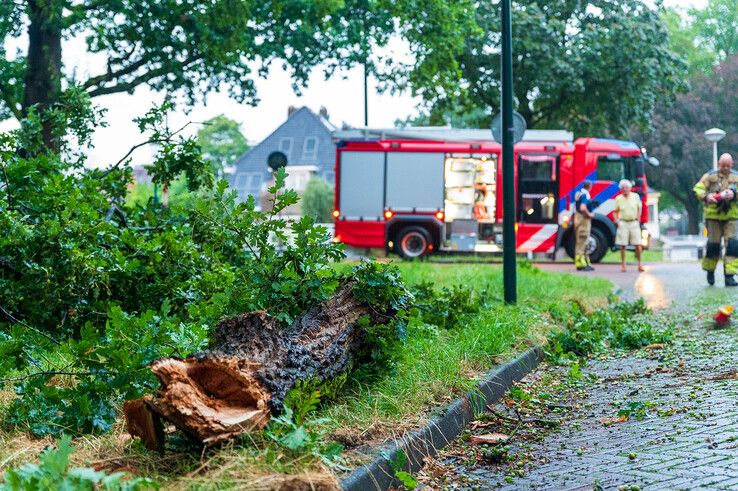 Grote tak valt op geparkeerde auto op Groot Wezenland - Foto: Peter Denekamp