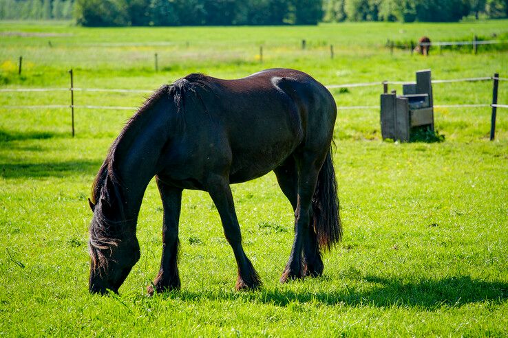 Aan de Kleine Veerweg. - Foto: Obbe Bakker