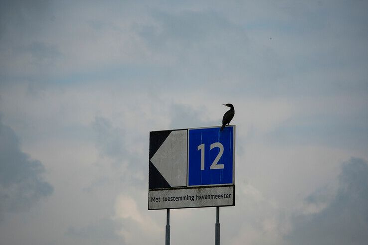 Aalscholver bij het Zwarte Water. - Foto: Obbe Bakker