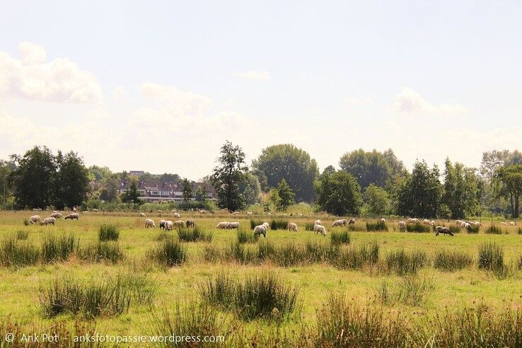 De Zwolse schaapskudde bij het Westerveldse Bos. - Foto: Ank Pot