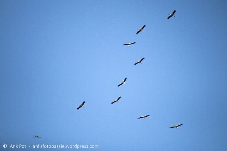 Ooievaars boven de Aa-landen. - Foto: Ank Pot