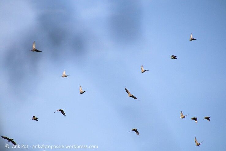 Spreeuwen boven Zwolle. - Foto: Ank Pot