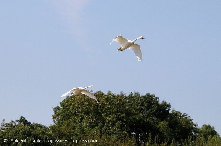 Zwanen bij de IJssel. - Foto: Ank Pot