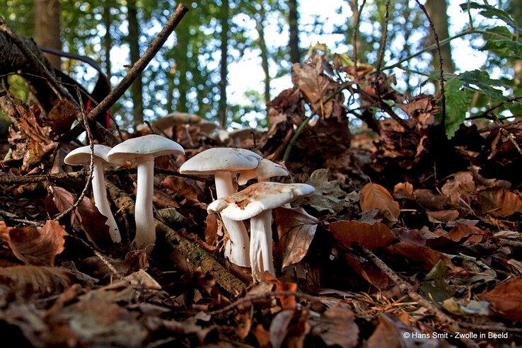 Paddenstoelen in oktober. - Foto: Hans Smit