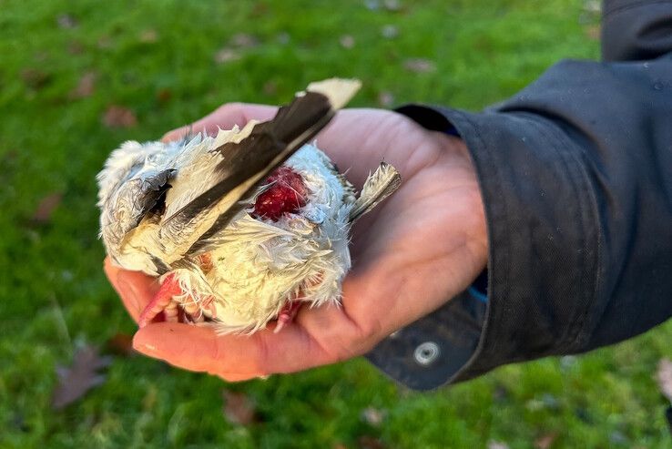 Niet alle duiven overleefden de dumping bij de kinderboerderij. - Foto: Kinderboerderijen Zwolle