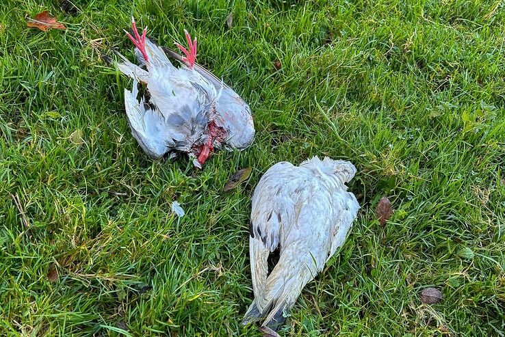 Vijftig gekortwiekte duiven gedumpt bij kinderboerderij Wezenlanden, bijna helft dood of gewond - Foto: Kinderboerderijen Zwolle