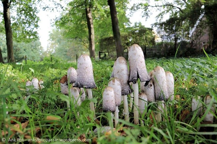 Paddenstoelen aan de Helderlichtsteeg. - Foto: Ank Pot