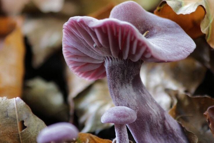 De amethistzwam komt voor in Zwolse bossen en parken. - Foto: Ank Pot