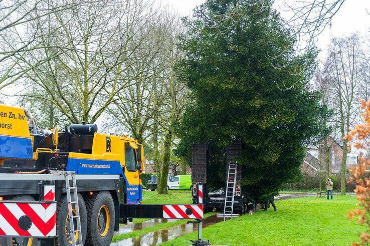 In beeld: Stadskerstboom gekapt in Zwolle-Zuid - Foto: Peter Denekamp