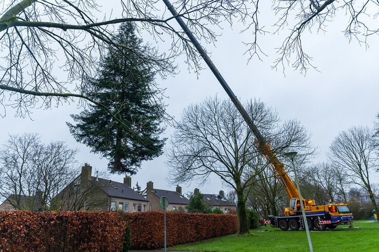 In beeld: Stadskerstboom gekapt in Zwolle-Zuid - Foto: Peter Denekamp