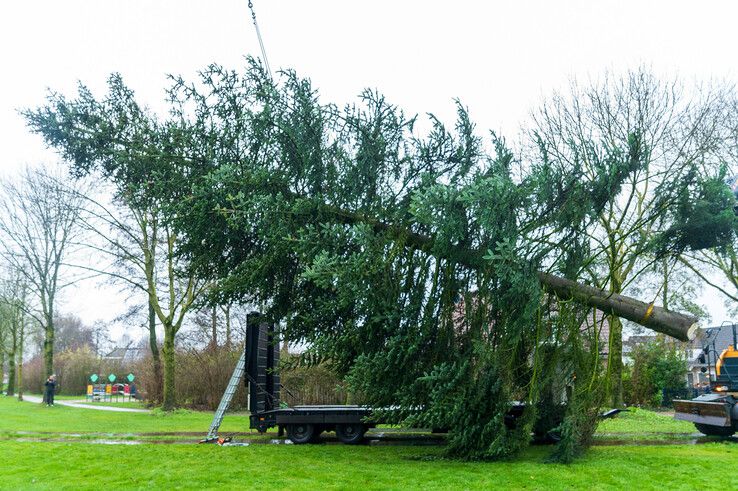 In beeld: Stadskerstboom gekapt in Zwolle-Zuid - Foto: Peter Denekamp