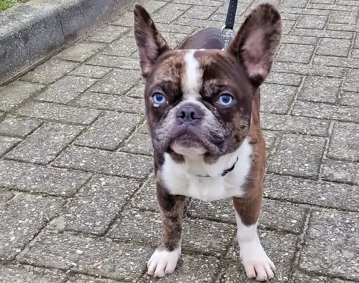 De hond bij het dierenasiel in Zwolle. - Foto: Dierenasiel Zwolle