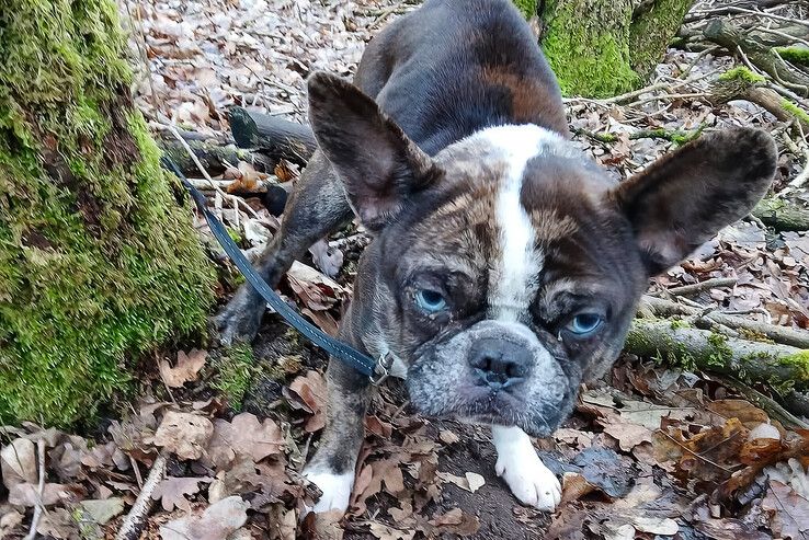 De Franse bulldog zat vrijdagmiddag aan een boom vastgeknoopt in Zwolle-Zuid. - Foto: Dierenambulance Zwolle