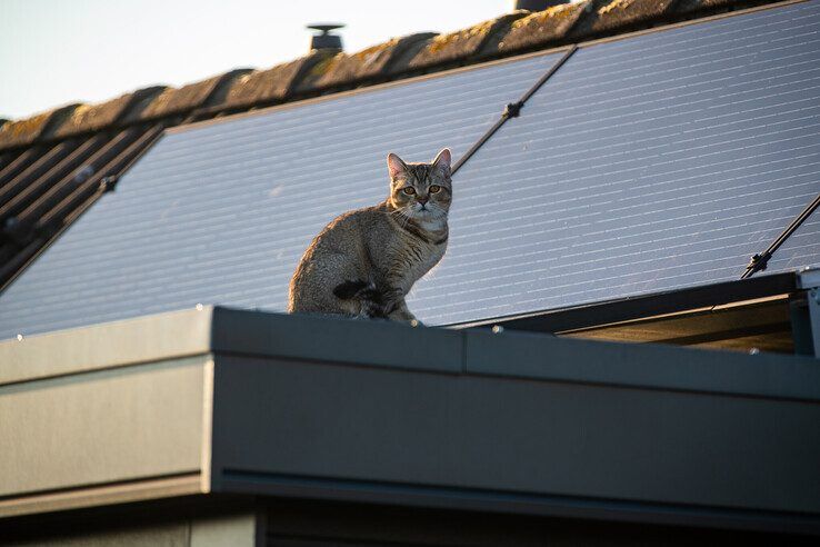 Kater Coco (1) brengt zich opnieuw in de problemen in Zwolle-Zuid, brandweer schiet te hulp - Foto: Hugo Janssen