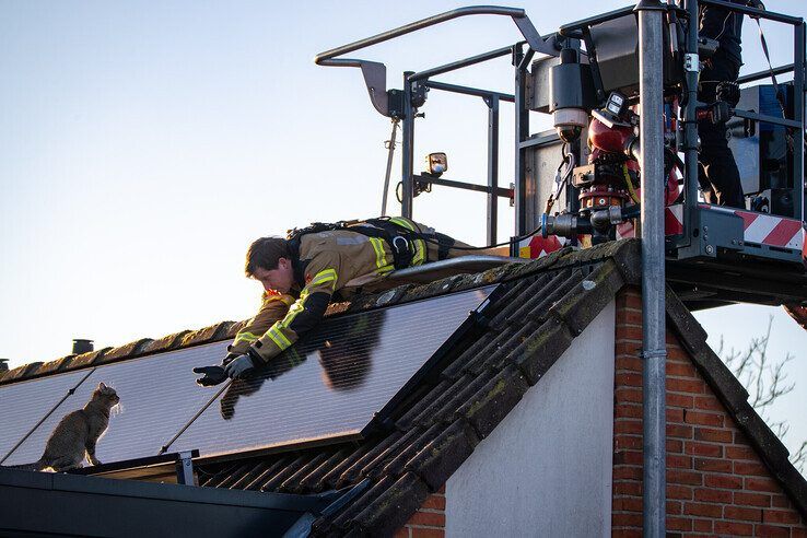 Kater Coco (1) brengt zich opnieuw in de problemen in Zwolle-Zuid, brandweer schiet te hulp - Foto: Hugo Janssen