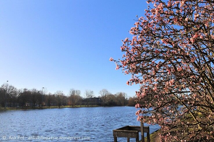 Vijver de Dobbe. - Foto: Ank Pot