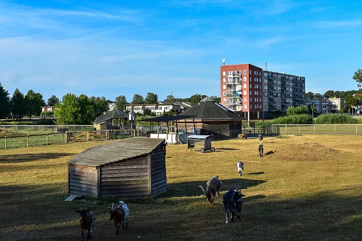 Dierenweide 't Spiekertje in Zwolle-Zuid.