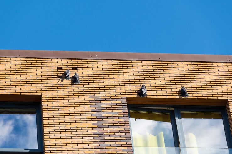 Vogels bouwen nesten in de open gaten bij de dakrand.