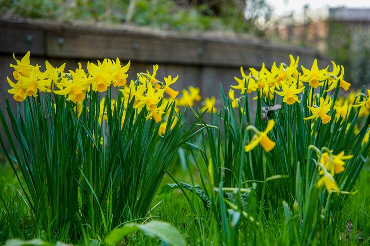 Narcissen in Schellerlanden.