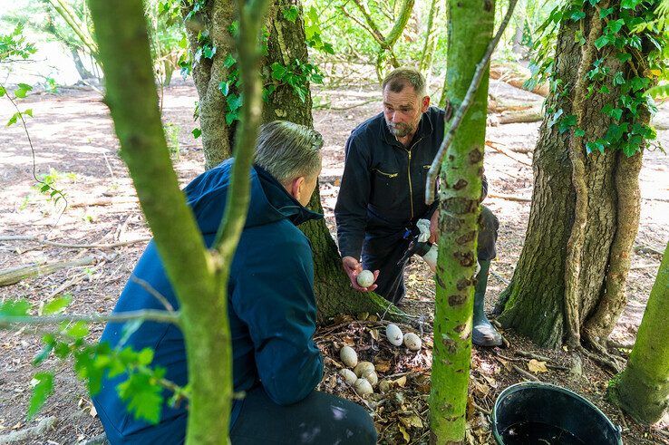 Het laatste nest op het eiland wordt behandeld.