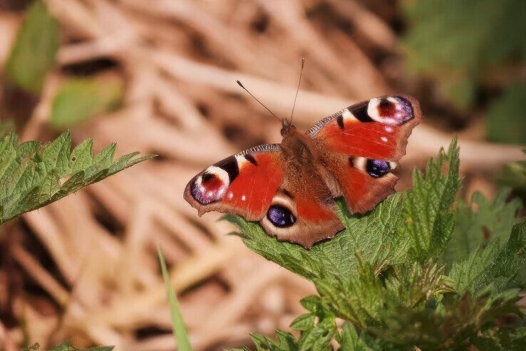 Deelnemers zoeken vlinders en libellen in de Vitenstuin in Zwolle