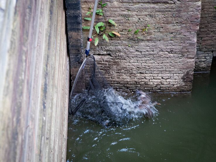 Eend urenlang vast in Katerveersluis, brandweer schiet te hulp