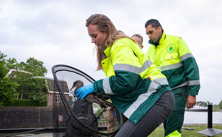 Medewerkers van de dierenambulance ontfermen zich over de geredde eend.