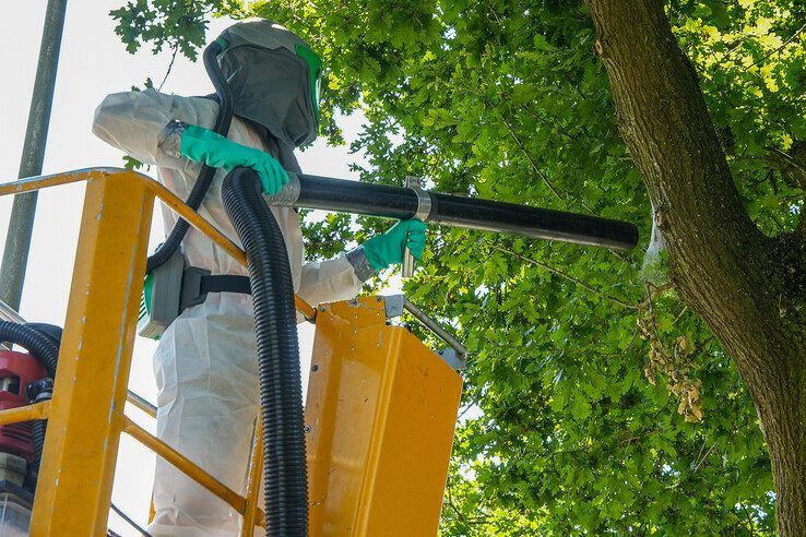 In beeld: Wethouder Spaans opnieuw in de Zwolse frontlijn, ditmaal tegen de eikenprocessierups