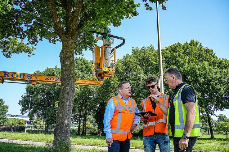 In beeld: Wethouder Spaans opnieuw in de Zwolse frontlijn, ditmaal tegen de eikenprocessierups