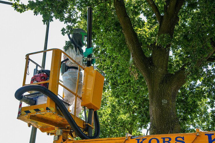 In beeld: Wethouder Spaans opnieuw in de Zwolse frontlijn, ditmaal tegen de eikenprocessierups